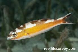 Image result for Serranus atricauda