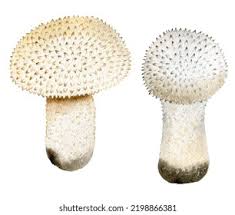 Attēlu rezultāti vaicājumam “Lycoperdon perlatum”