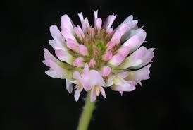 Attēlu rezultāti vaicājumam “Trifolium fragiferum”