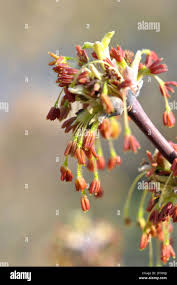 Attēlu rezultāti vaicājumam “Acer negundo bud”