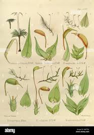 Attēlu rezultāti vaicājumam “Sciuro-hypnum curtum”