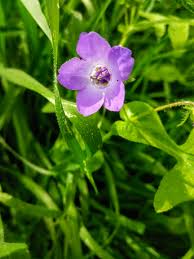 Attēlu rezultāti vaicājumam “Festuca altissima flower”