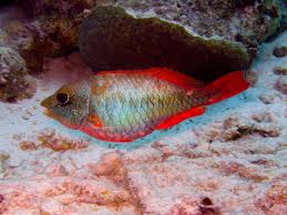 Image result for Sparisoma aurofrenatum