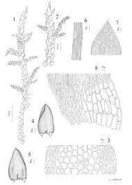 Attēlu rezultāti vaicājumam “Calliergonella cuspidata”