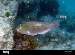 Image result for Scarus psittacus