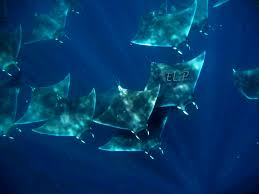 Image result for Mobula hypostoma