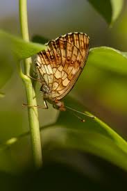 Attēlu rezultāti vaicājumam “Brenthis ino upperside”
