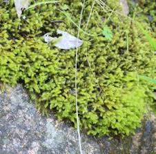 Attēlu rezultāti vaicājumam “Hypnum cupressiforme var. lacunosum sporophyte”