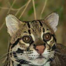 Image result for оцелот