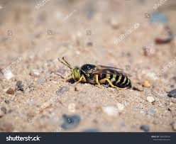 Attēlu rezultāti vaicājumam “Bembix rostrata”