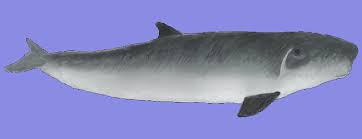 Image result for Kogia breviceps