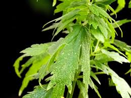 Attēlu rezultāti vaicājumam “Leonurus cardiaca leaf”