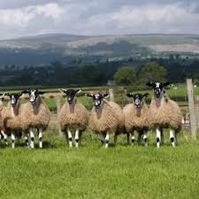 Attēlu rezultāti vaicājumam “Ovis aries juvenile”