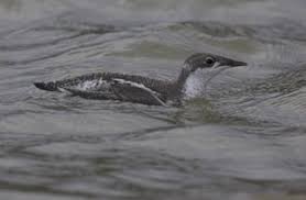 Image result for Brachyramphus perdix