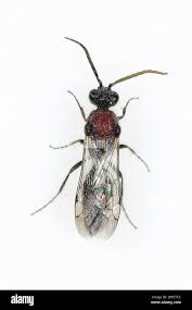 Attēlu rezultāti vaicājumam “Mutilla europaea”