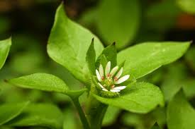 Attēlu rezultāti vaicājumam “Stellaria longifolia leaf”