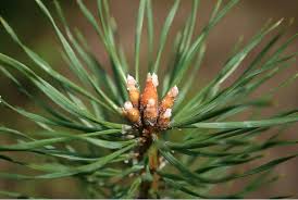 Attēlu rezultāti vaicājumam “Pinus sylvestris”