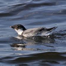 Image result for Synthliboramphus antiquus