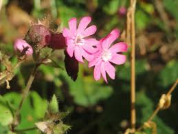 Attēlu rezultāti vaicājumam “Silene dioica flower”