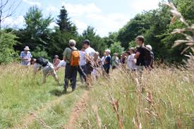 Attēlu rezultāti vaicājumam “Orthotrichum cupulatum var. riparium”