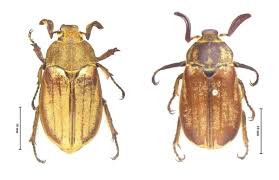 Attēlu rezultāti vaicājumam “Melolontha melolontha imago”