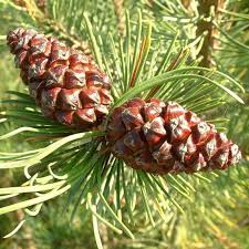 Attēlu rezultāti vaicājumam “Pinus mugo fruit”