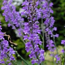 Image result for Linaria purpurea