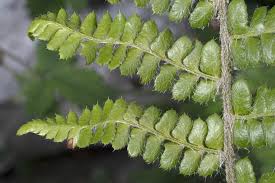 Attēlu rezultāti vaicājumam “Polystichum braunii”