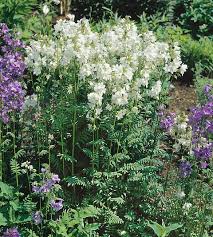 Image result for Polemonium coeruleum album