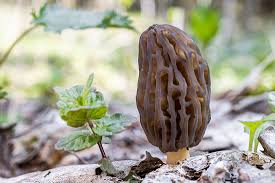 Attēlu rezultāti vaicājumam “Morchella sp.”