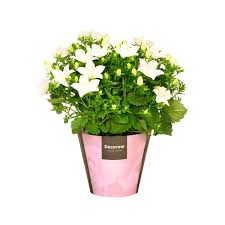 Image result for Campanula isophylla