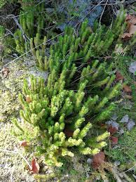 Attēlu rezultāti vaicājumam “Huperzia selago”