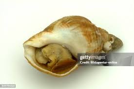 Image result for Buccinum undatum