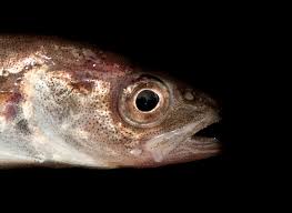 Image result for Boreogadus saida