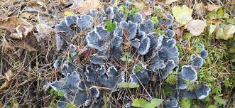 Attēlu rezultāti vaicājumam “Peltigera canina”