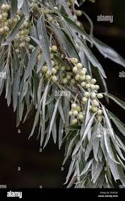 Attēlu rezultāti vaicājumam “Elaeagnus commutata”