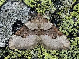 Attēlu rezultāti vaicājumam “Xanthorhoe quadrifasiata”