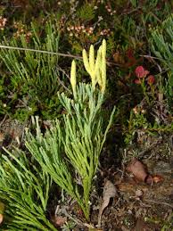 Attēlu rezultāti vaicājumam “Diphasium complanatum”