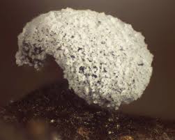 Attēlu rezultāti vaicājumam “Didymium clavus”