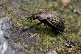 Attēlu rezultāti vaicājumam “Carabus cancellatus”