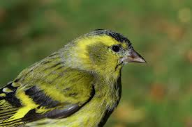 Attēlu rezultāti vaicājumam “Carduelis spinus”