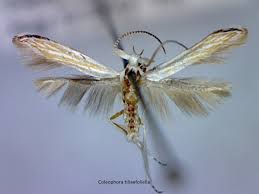 Attēlu rezultāti vaicājumam “Coleophoridae”