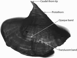 Image result for Bathyraja brachyurops