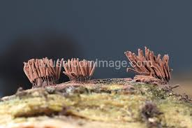 Attēlu rezultāti vaicājumam “Stemonitis axifera var. smithii spores”