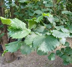Attēlu rezultāti vaicājumam “Ulmus glabra leaf”