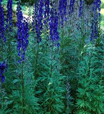 Image result for Aconitum napellus
