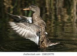 Attēlu rezultāti vaicājumam “Anas strepera female”