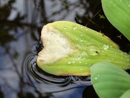 Attēlu rezultāti vaicājumam “Pistia stratiotes leaf”
