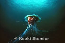 Image result for Cyanea capillata