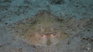 Image result for Raja radula